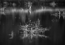 Luminous Flux – Genesis