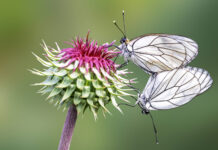 Gölyazının Kuşları, Zamanın Kanatları, Kemikli Burnu – Ali Rıza Özer